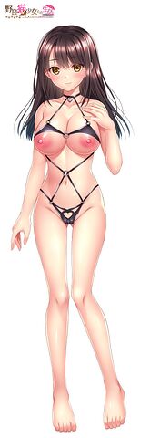 ノラ猫